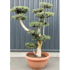 olivier bonsai nuage